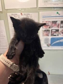 Bianca -  Domestic Short Hair Cat for Adoption in Picayune, Mississippi - Bianca | PetCurious