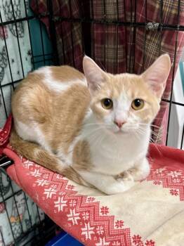 Domestic Short Hair Cats Available for Adoption in Scottsburg, Indiana - Carl | PetCurious