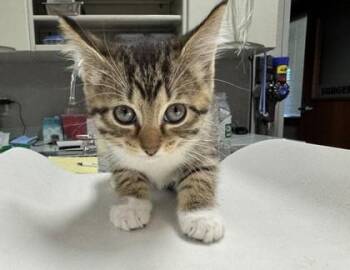 Shyla -  Domestic Short Hair Cat for Adoption in Pequot Lakes, Minnesota - Shyla | PetCurious