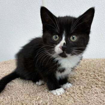 Sylvia -  Domestic Short Hair Cat Available for Adoption in Lebanon, Missouri - Sylvia | PetCurious