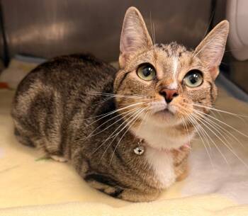 Nova -  Domestic Short Hair Cat for Adoption in Defiance, Ohio - Nova | PetCurious