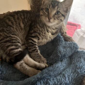 Rescue Tabby Cats for Adoption in Woodinville, Washington - Bo | PetCurious