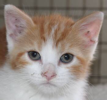 Domestic Short Hair Cats Available for Adoption in Huron, South Dakota - Carrot | PetCurious