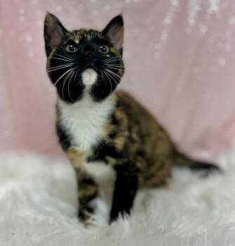 Shell -  Domestic Short Hair Cat for Adoption in Clarkesville, Georgia - Shell | PetCurious