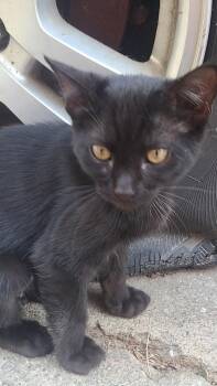 Void -  Domestic Short Hair Cat for Adoption in Ogden, Utah - Void | PetCurious