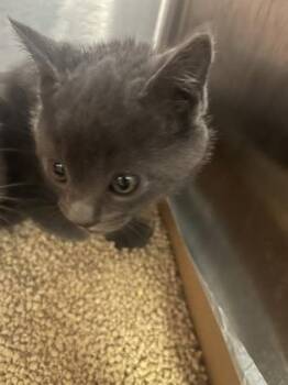 Spearmint -  Domestic Short Hair Cat for Adoption in Roseville, California - Spearmint | PetCurious