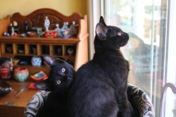Doc & Marty (Bonded Brothers) -  Domestic Short Hair Cat for Adoption in Villa Park, California - Doc & Marty (Bonded Brothers) | PetCurious