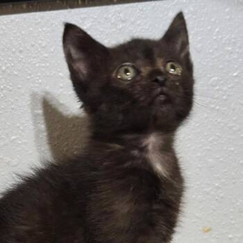 Domestic Short Hair Cats Available for Adoption in Bentonville, Arkansas - Marty | PetCurious