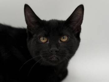 Braxton -  Domestic Short Hair Cat for Adoption in Portland, Oregon - Braxton | PetCurious