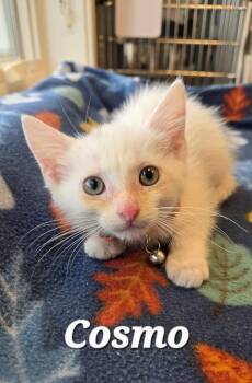 Cosmo -  Domestic Short Hair Cat for Adoption in Sidney, Ohio - Cosmo | PetCurious