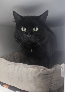 Frappe -  Domestic Medium Hair Cat for Adoption in Fall River, Massachusetts - Frappe | PetCurious