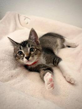 Reed -  Domestic Short Hair Cat for Adoption in Los Angeles, California - Reed | PetCurious