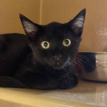 Loafer -  Domestic Short Hair Cat for Adoption in Sonora, California - Loafer | PetCurious