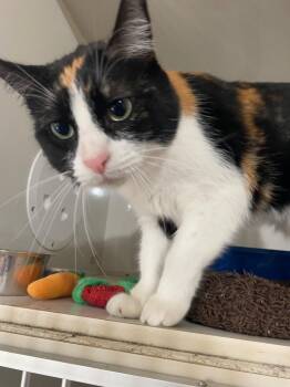 Domestic Short Hair Cats Available for Adoption in Corpus Christi, Texas - Hope | PetCurious