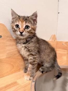 PUDDING CUP -  Domestic Short Hair and Tabby Cat Available for Adoption in Dallas, Pennsylvania - PUDDING CUP | PetCurious