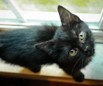 Rye -  Domestic Short Hair Cat for Adoption in Ona, West Virginia - Rye | PetCurious