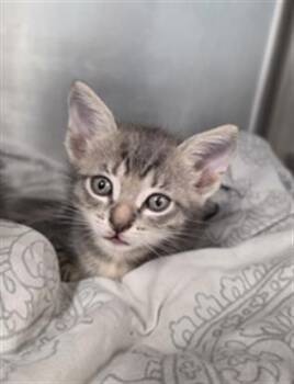 RAEVE -  Domestic Short Hair Cat for Adoption in Fort Walton Beach, Florida - RAEVE | PetCurious