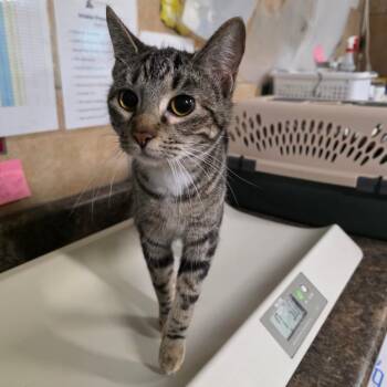 Domestic Short Hair Cats Available for Adoption - Regirock | PetCurious