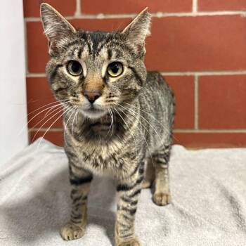 Norman -  Domestic Short Hair Cat for Adoption in Cabot, Arkansas - Norman | PetCurious