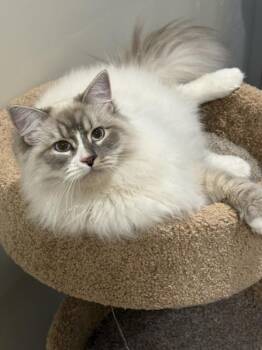 TOA -  Ragdoll Cat for Adoption in Kenosha, Wisconsin - TOA | PetCurious
