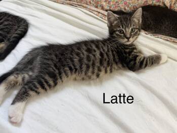 Tabby Cats Available for Adoption in Oakley, California - Latte | PetCurious