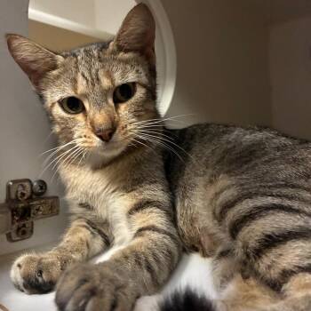 Trick-Or-Treat -  Domestic Short Hair Cat for Adoption in NEW PT RICHEY, Florida - Trick-Or-Treat | PetCurious