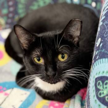 Rescue Domestic Short Hair Cats for Adoption in Mt. Juliet, Tennessee - Sweet Pea | PetCurious