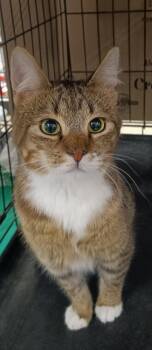 Gipsy Chino PetSmart -  Domestic Short Hair Cat for Adoption in Yorba Linda, California - Gipsy Chino PetSmart | PetCurious