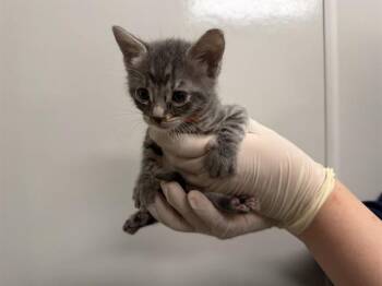 ORANGE COLLAR - IN FOSTER -  Domestic Short Hair Cat for Adoption in Ontario, California - ORANGE COLLAR - IN FOSTER | PetCurious