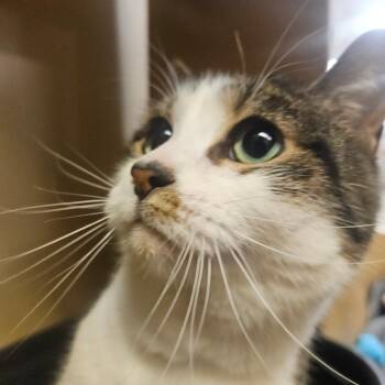Niki -  Domestic Short Hair Cat for Adoption in Grantsville, Utah - Niki | PetCurious