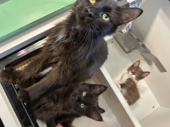 Domestic Long Hair Cats Available for Adoption in Nucla, Colorado - Lucy Lou | PetCurious