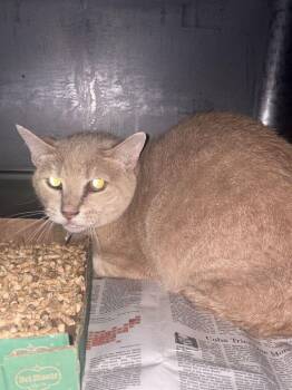 Andy -  Domestic Short Hair Cat for Adoption in Cincinnati, Ohio - Andy | PetCurious