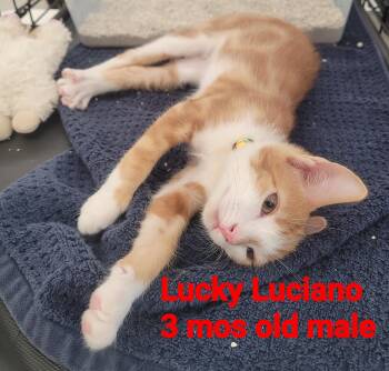 Luciano aka/ Lucky -  American Shorthair Cat for Adoption in Mount Pleasant, South Carolina - Luciano Aka/ Lucky | PetCurious