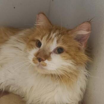 Domestic Long Hair Cats Available for Adoption in Hemet, California - Harry | PetCurious