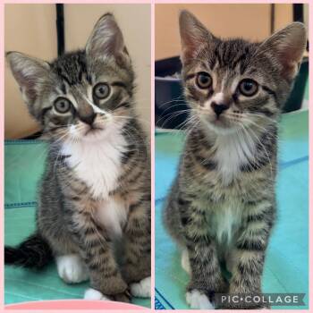 Jalopeno & Habanero -  Extra Toes Cat Hemingway Polydactyl and Tabby Cat for Adoption in Allentown, New Jersey - Jalopeno & Habanero | PetCurious