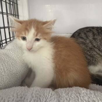 Tito -  Domestic Short Hair Cat for Adoption in Las Cruces, New Mexico - Tito | PetCurious
