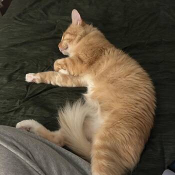 Julien -  Domestic Medium Hair Cat for Adoption in Chicago, Illinois - Julien | PetCurious