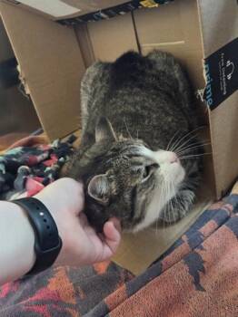 Buc-ee -  Domestic Short Hair Cat for Adoption in Westland, Michigan - Buc-ee | PetCurious