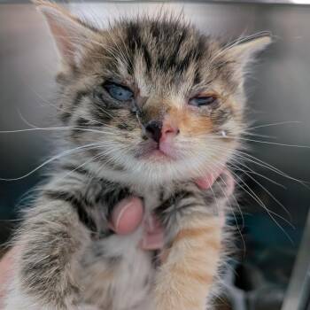 Florence -  Domestic Short Hair Cat for Adoption in Rocky Mount, Virginia - Florence | PetCurious