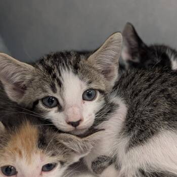 Guy -  Domestic Short Hair Cat for Adoption in Buchanan Dam, Texas - Guy | PetCurious
