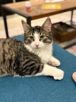 Rescue Domestic Short Hair Cats for Adoption in Wakefield, Quebec - Brad | PetCurious