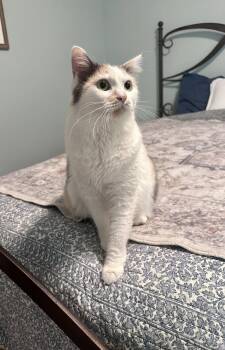 Cera -  Domestic Medium Hair and Calico Cat for Adoption in Greensboro, North Carolina - Cera | PetCurious
