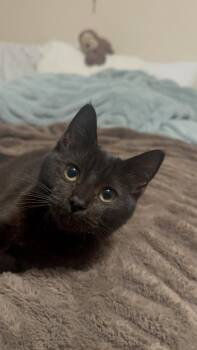 Abracadabra (Abby) -  Domestic Short Hair Cat for Adoption in Davis, California - Abracadabra (Abby) | PetCurious