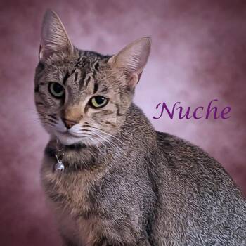 Nuche C26-245 -  Domestic Short Hair Cat for Adoption in Lebanon, Tennessee - Nuche C26-245 | PetCurious