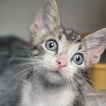 Dub -  Domestic Short Hair Cat for Adoption in San Antonio, Texas - Dub | PetCurious