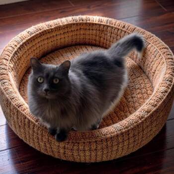 Domestic Long Hair Cats Available for Adoption - Feather | PetCurious