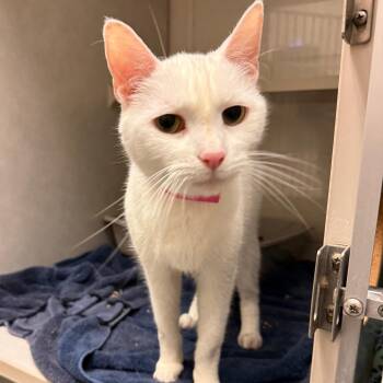 Gnocchi -  Domestic Short Hair Cat for Adoption in Fairport, New York - Gnocchi | PetCurious