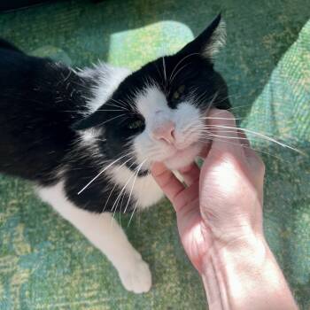 Rescue Domestic Short Hair Cats for Adoption in Gibsonia, Pennsylvania - Poor Richard | PetCurious