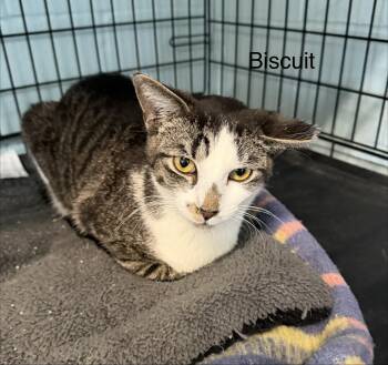 Domestic Short Hair Cats Available for Adoption in Warren, Ohio - Biscuit  | PetCurious