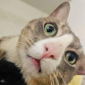 Monty -  Domestic Short Hair Cat for Adoption in Woodinville, Washington - Monty | PetCurious